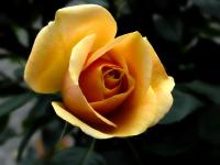 Rose or Peony project thumbnail