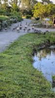 Goose project thumbnail