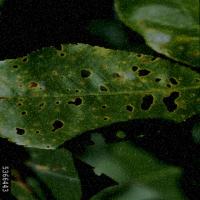 Almond Diseases Detection project thumbnail