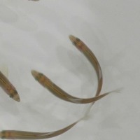 1111_high_test project thumbnail