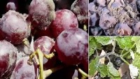 fruit project thumbnail