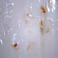Filtered_cocciniglia project thumbnail