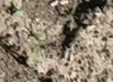 Hemp project thumbnail