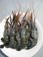 AloNet Fish ID project thumbnail