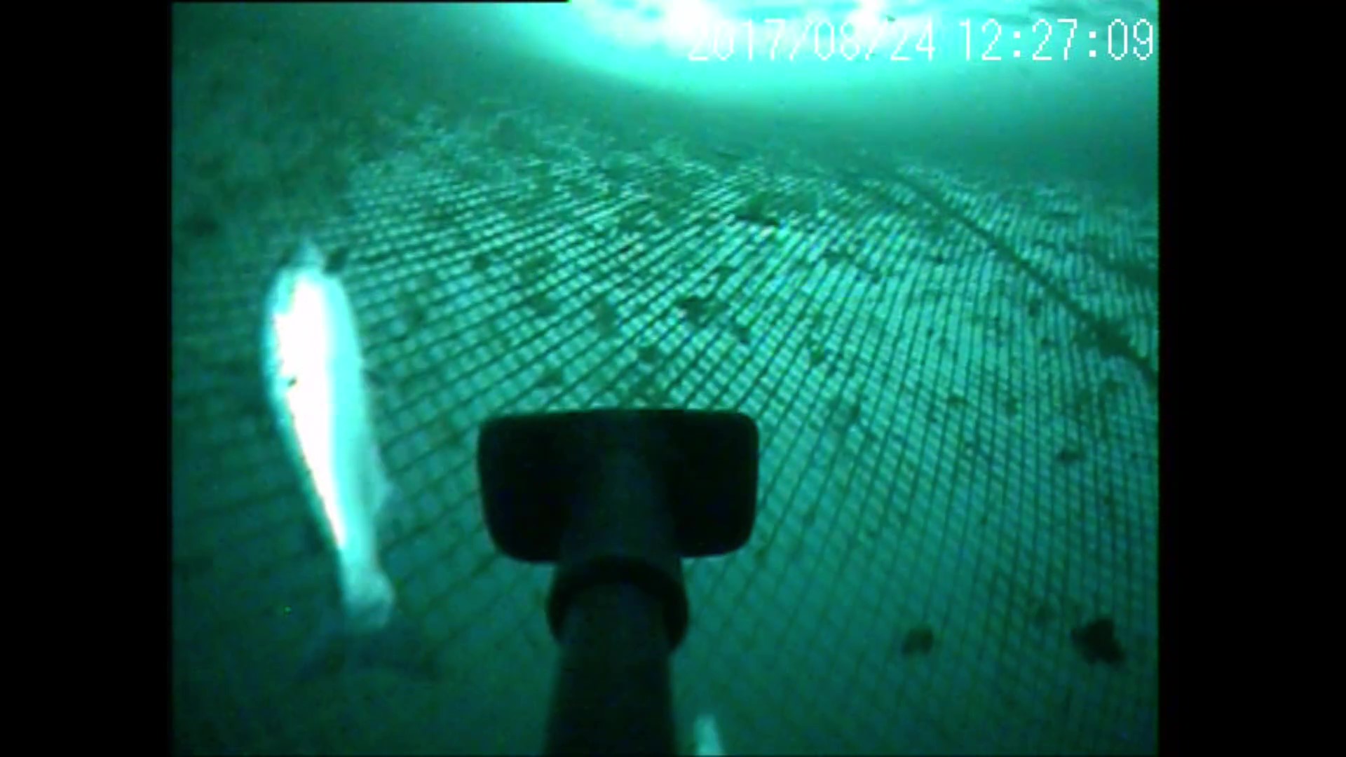 Fish Detection Object Detection Dataset by Robotics2022 Jesuit Fish AI