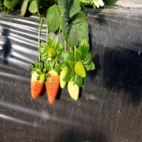 Strawberry project thumbnail