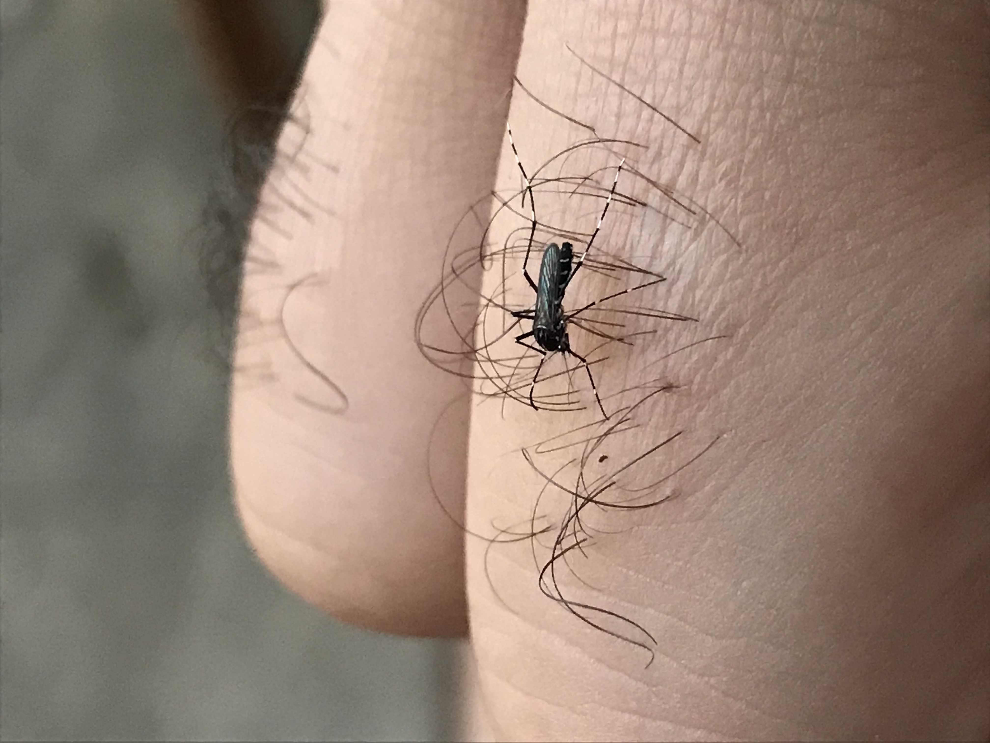 Mosquito_specie_identification Classification Dataset and PreTrained