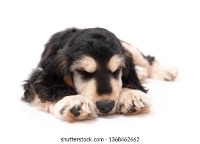 dog-pose project thumbnail