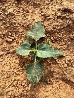 weeds and crops detection project thumbnail
