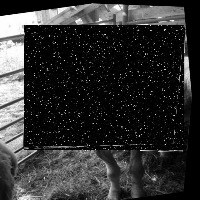 Goat, Cow, Sheet detection project thumbnail