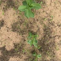 Weed detection project thumbnail