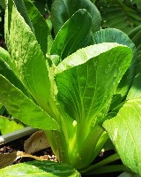 sayur sayuran project thumbnail