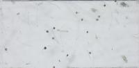 MTT spores Detection for spores only project thumbnail