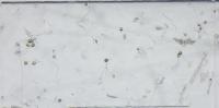 Mycorrhiza spores Detection project thumbnail