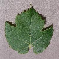 Grape Leaf Disease Detection project thumbnail