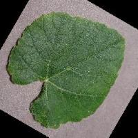 Grape Leaf Disease Detection project thumbnail