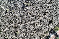 New Mixed Saguaros (Top down, slight side angle) project thumbnail