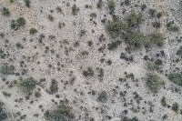Mixed Saguaros Raw + Resize project thumbnail