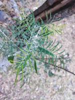 plant_identificator project thumbnail