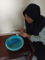 Deteksi Ikan project thumbnail