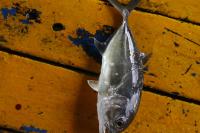 Deteksi_Ikan_dalam_Air project thumbnail