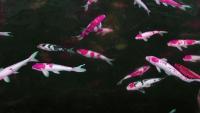 zen bet koi v2 project thumbnail