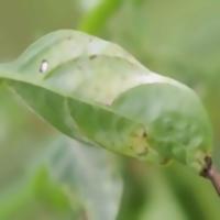 Chilli Leaf Disease project thumbnail