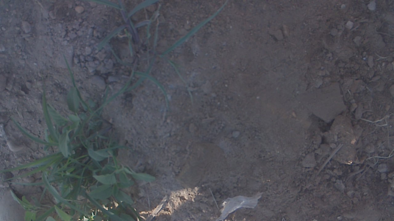 weed detection robot Object Detection Dataset by weed