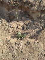 weed detection-phone project thumbnail