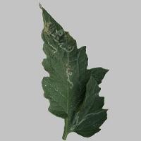leaf disease project thumbnail