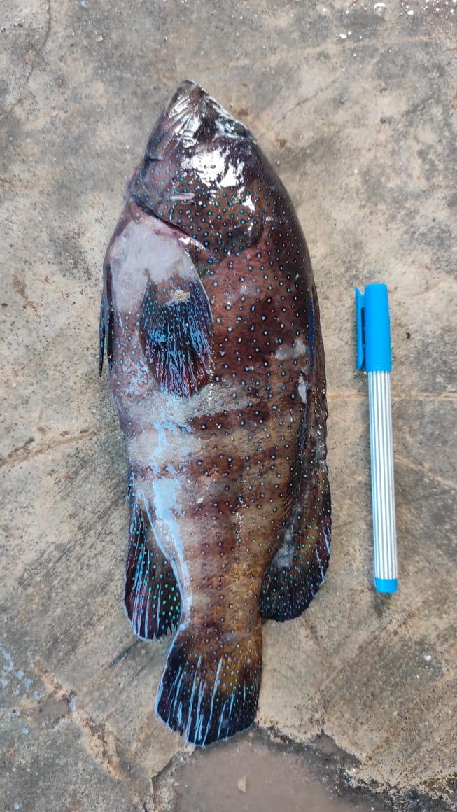 fish species Classification Dataset and Pre-Trained Model by ...