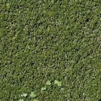 All_weeds_cannebery project thumbnail