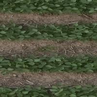 mais_dans_soya_par_rang_vhr project thumbnail