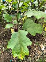 (For Validation) Eggplant Leaf Diseases project thumbnail