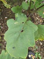 (Final) Eggplant Leaf Diseases Dataset project thumbnail