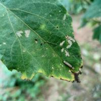 Eggplant Leaf Diseases Detection project thumbnail
