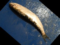 Fishes project thumbnail