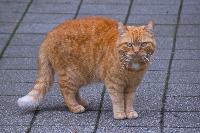 CAT ตึงๆ project thumbnail