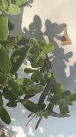 plant project thumbnail