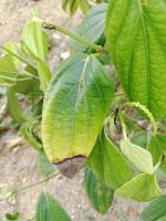 Pepper Leaf Disease project thumbnail