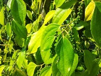 Pepper Nigrum Disease project thumbnail