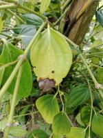 Disease Pepper project thumbnail
