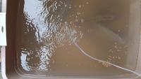 Tilapia project thumbnail