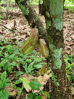 CACAO_DESEASE project thumbnail