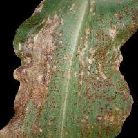 Yolov11 Leaf Segmentation Test project thumbnail