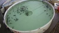 fish feeding intensity project thumbnail