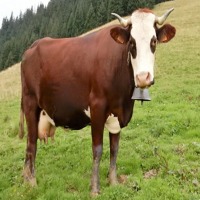 Cattle project thumbnail