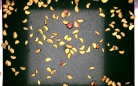 garlic project thumbnail