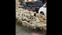 sheeps project thumbnail