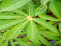 manioc project thumbnail